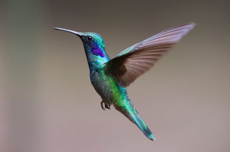 Tatuaż z kolibrem – symbolika