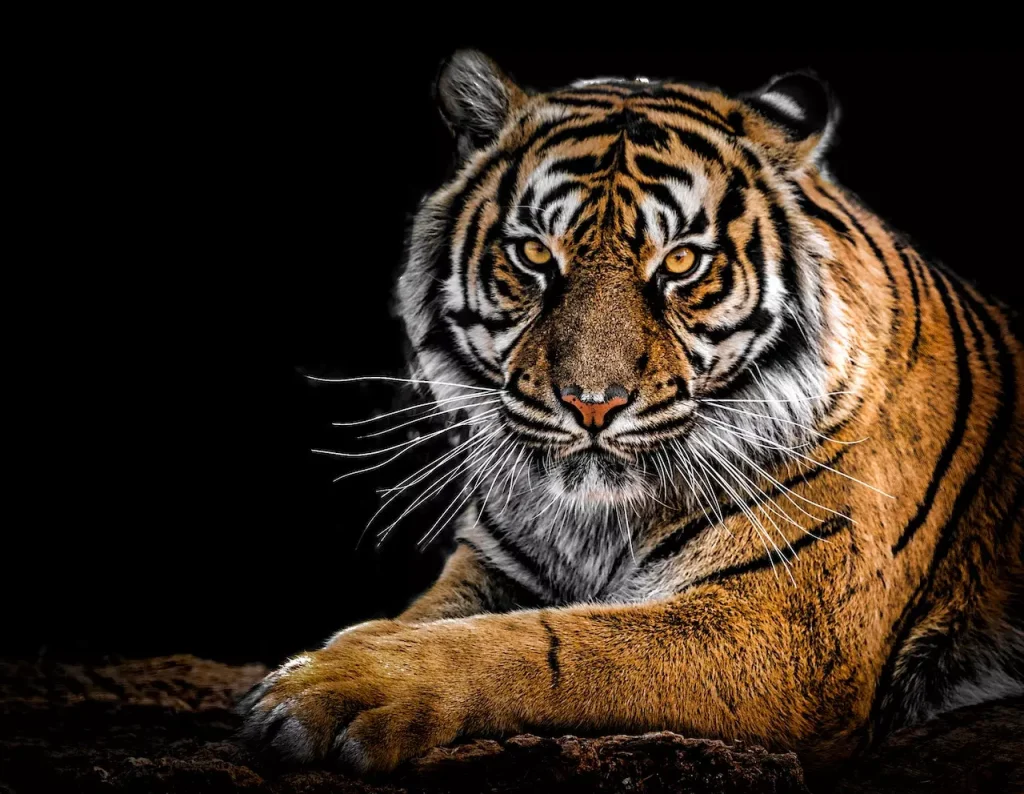 symbolika tatuażu tygrys