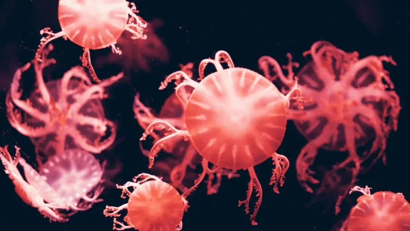 Tatuaż meduza znaczenie: Mistyczne przesłanie za symboliką morskiego stworzenia